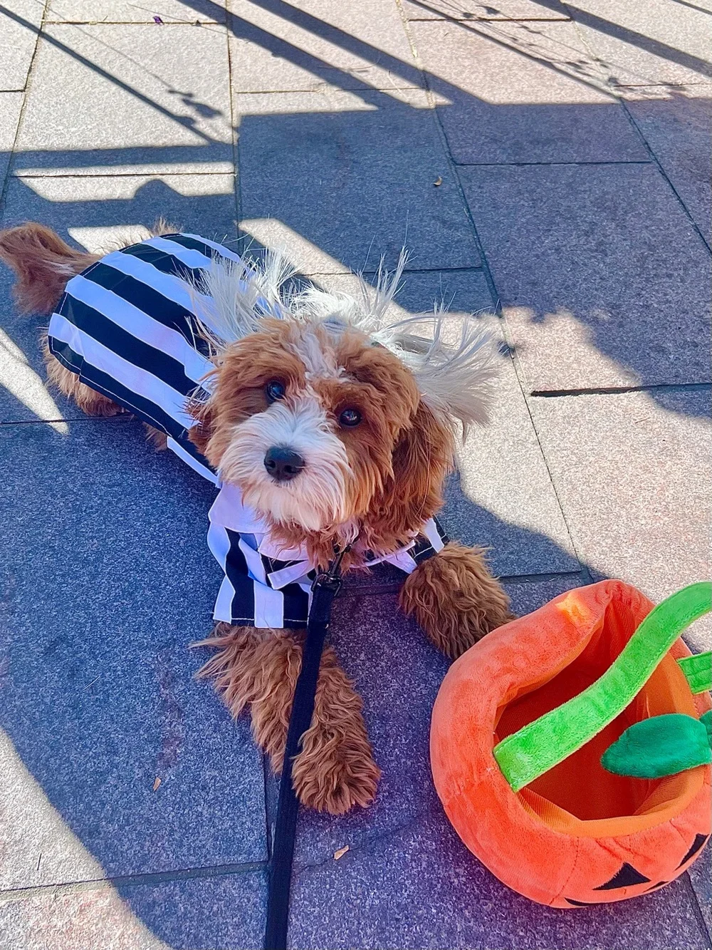 Beetlejuice: Beetlejuice Pet Costume for For Dogs or Cats by Rubies, Medium